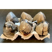 SEPTARIA OEUF Lot de 1150g
