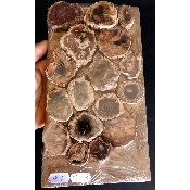 BOIS FOSSILE PLAQUE 02 Faces Polies Paquet de 500g