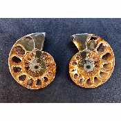 AMMONITE SCIÉE 57,4 g 