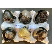 SEPTARIA OEUF Lot de 6 pièces