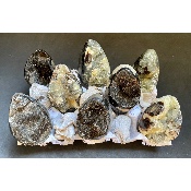 SEPTARIA OEUF Lot de 8 Pièces