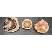 BOIS FOSSILE CENDRIER Lot de 1,63 Kg
