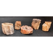 BOIS FOSSILE TRONC Lot de 1060g