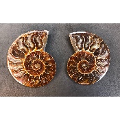 AMMONITE SCIÉE 205 g 