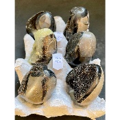 SEPTARIA OEUF Lot de 6 pièces