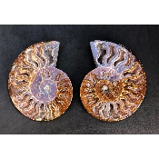 AMMONITE SCIÉE 510 g 