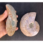 AMMONITE SCIÉE 510 g 