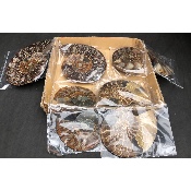 AMMONITE SCIÉE Lot de 1460 g