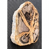 BOIS FOSSILE PLAQUE 310 gr