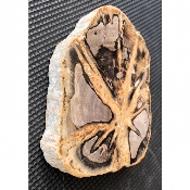 BOIS FOSSILE PLAQUE 310 gr