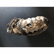 AMMONITE-SEPTARIA 4270 g 
