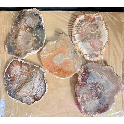 BOIS FOSSILE PLAQUE Deux Faces Polies Paquet de 1,5 kg