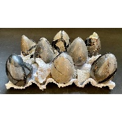 SEPTARIA OEUF Lot de 8 Pièces