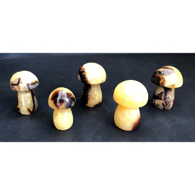 SEPTARIA CHAMPIGNON lot de 5 pièces