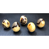SEPTARIA Jaune OEUF Lot de 5 Pièces