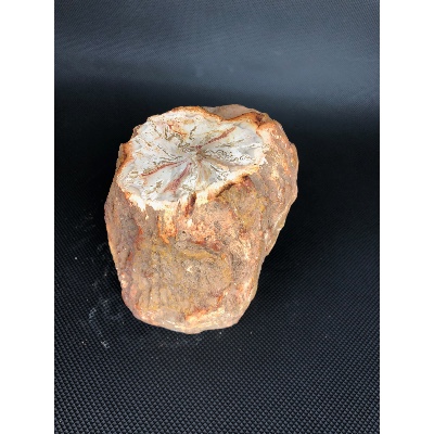 BOIS FOSSILE TRONC 2370 gr