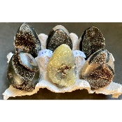 SEPTARIA OEUF Lot de 6 pièces