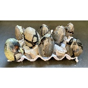 SEPTARIA OEUF Lot de 8 Pièces
