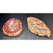 BOIS FOSSILE CENDRIER Lot de 2,33 Kg
