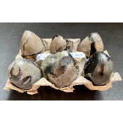 SEPTARIA OEUF Lot de 6 pièces