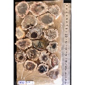 BOIS FOSSILE PLAQUE 02 Faces Polies Paquet de 500g