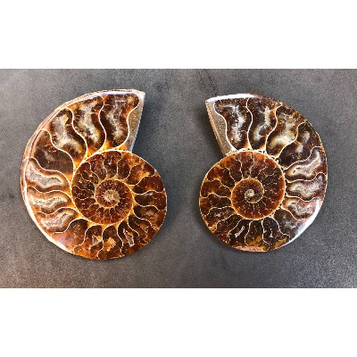 AMMONITE SCIÉE 205 g 