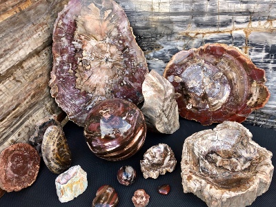 FOSSILES (Bois, Ammonite, Septaria)