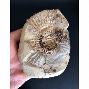 AMMONITE-SEPTARIA 555 g 