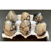 SEPTARIA OEUF Lot de 580g