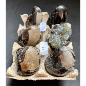 SEPTARIA OEUF Lot de 6 pièces