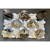 SEPTARIA OEUF Lot de 8 Pièces
