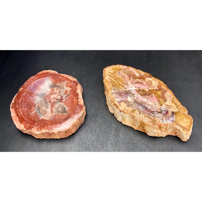 BOIS FOSSILE CENDRIER Lot de 2,33 Kg