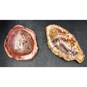 BOIS FOSSILE CENDRIER Lot de 2,33 Kg
