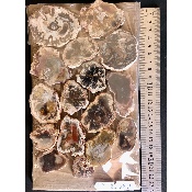 BOIS FOSSILE PLAQUE 02 Faces Polies Paquet de 500g