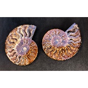 AMMONITE SCIÉE 510 g 