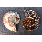 AMMONITE SCIÉE 205 g 