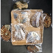 AMMONITE SCIÉE Lot de 1410 g