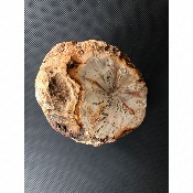 BOIS FOSSILE TRONC 2370 gr