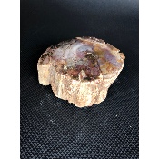 BOIS FOSSILE TRONC 685 gr