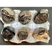 SEPTARIA OEUF Lot de 580g