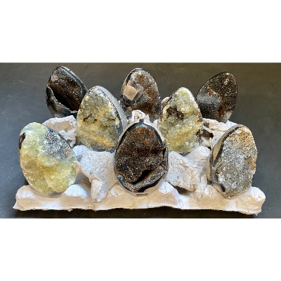 SEPTARIA OEUF Lot de 8 Pièces