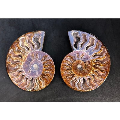 AMMONITE SCIÉE 510 g 