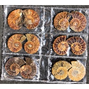 AMMONITE SCIÉE Lot de 6 Paires