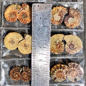 AMMONITE SCIÉE Lot de 6 Paires