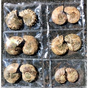 AMMONITE SCIÉE Lot de 6 Paires