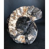 AMMONITE-SEPTARIA 4270 g 