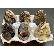 SEPTARIA OEUF Lot de 580g