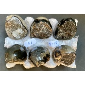 SEPTARIA OEUF Lot de 6 pièces