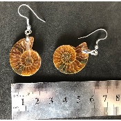 AMMONITE BOUCLE D'OREILLE 