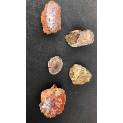BOIS FOSSILE TRONC Lot de 420g